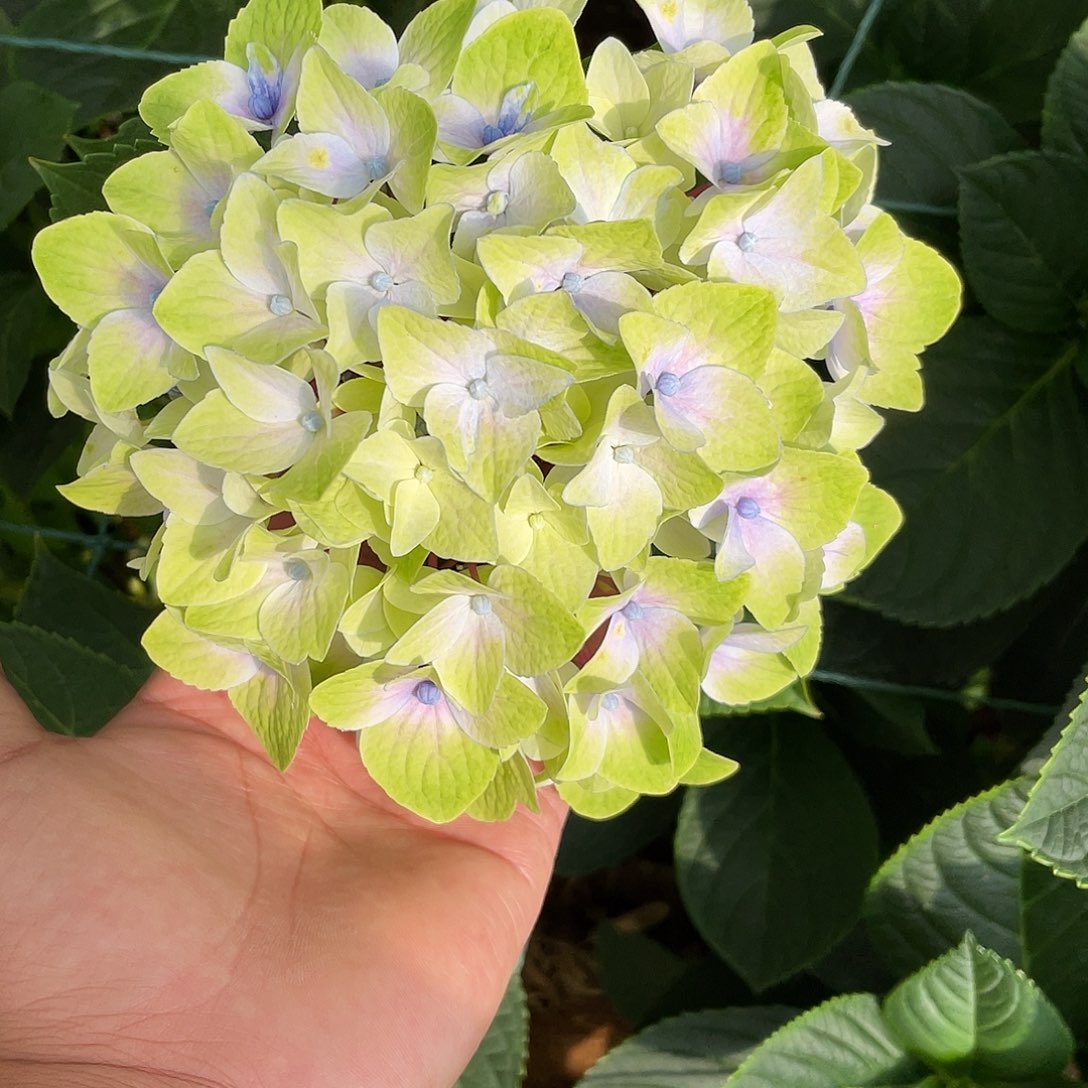 绣球切花一物一拍3枝起包邮，34