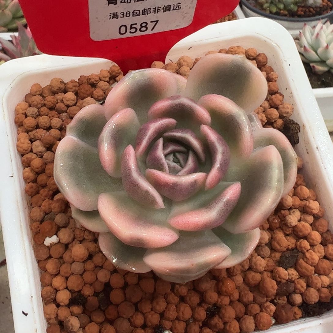 0587汉堡锦多肉植物