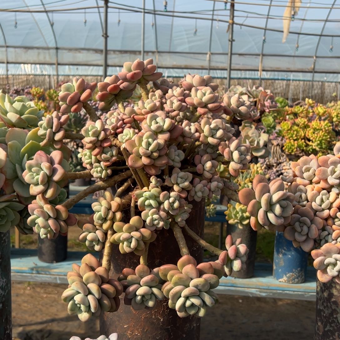 露养老桩脱土裸根洛神