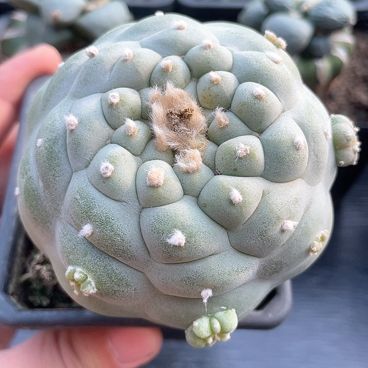 仙人球苗接满39包邮8公分27