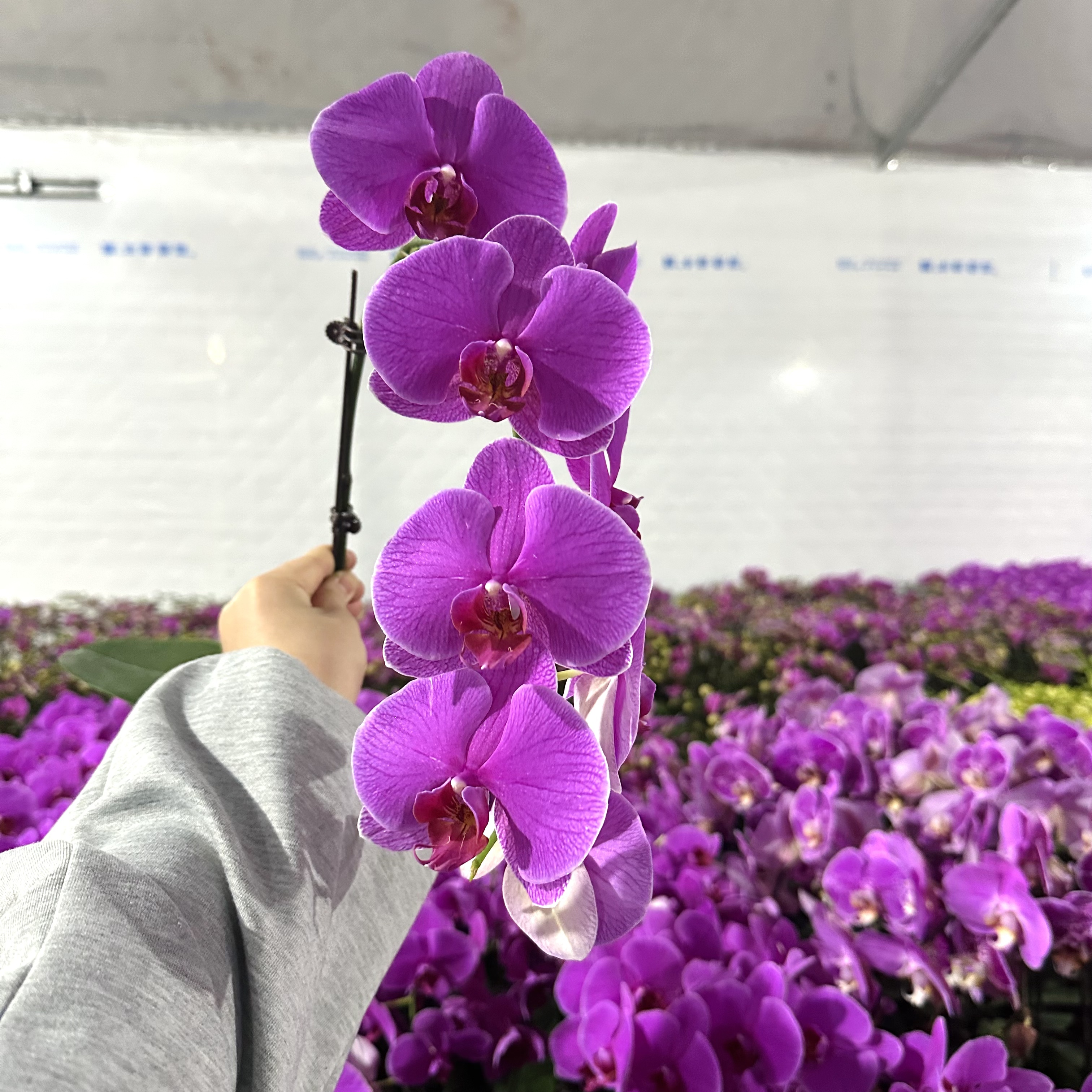 锦顺《恭喜发财》紫红色蝴蝶兰中花带花室内花卉四季花基地直发