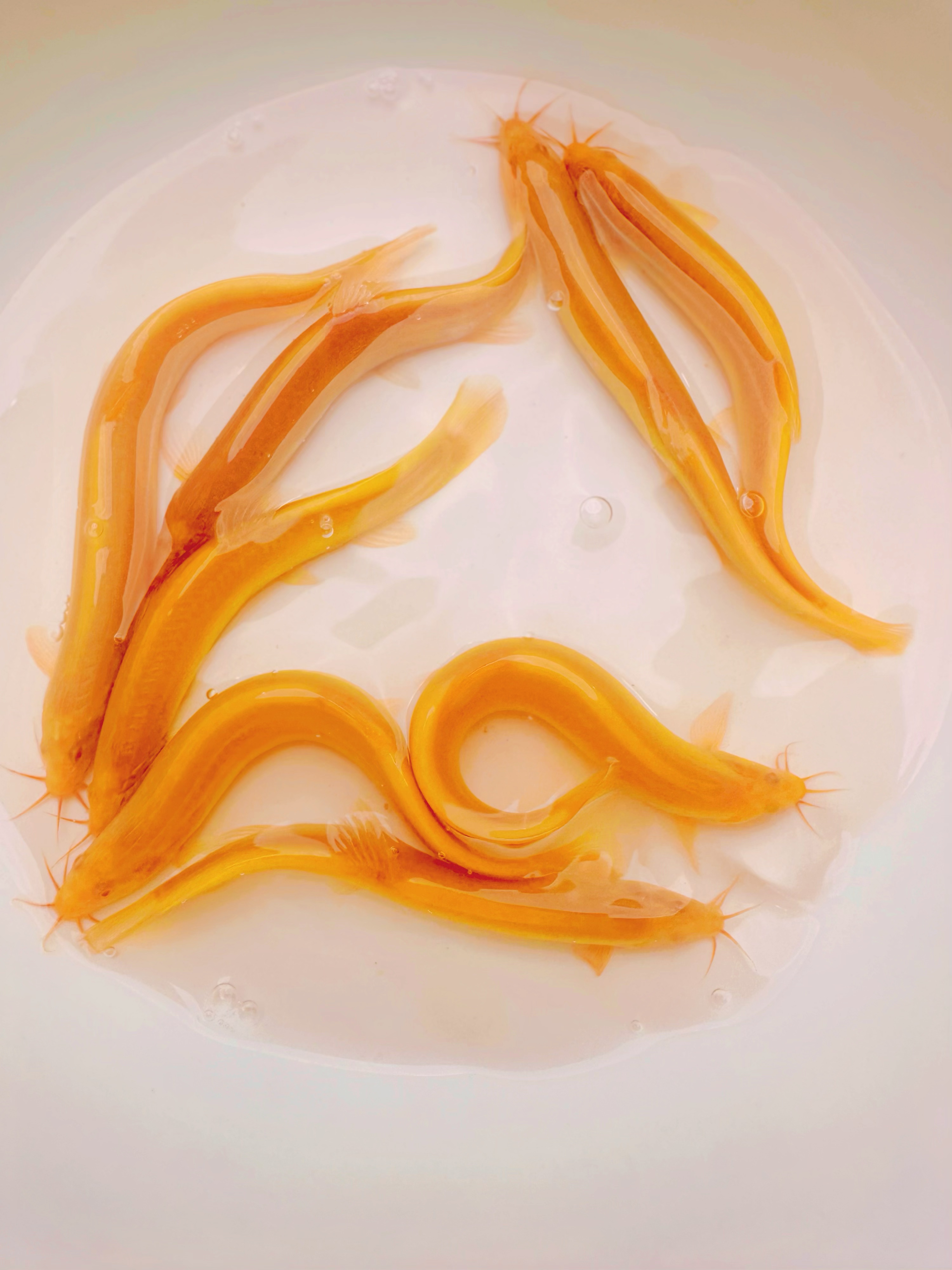 黄金堕龙招财堕龙好养冷水淡水观赏