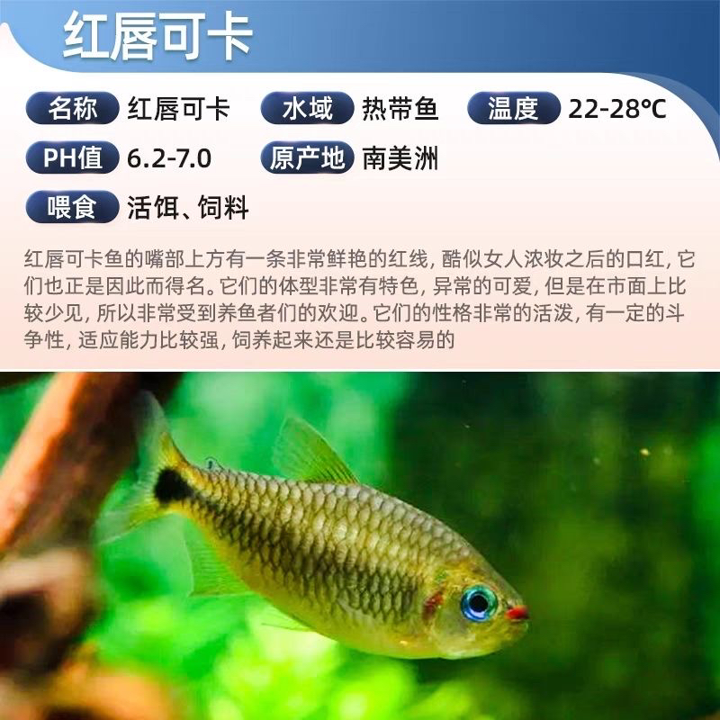 红唇可卡热带观赏鱼大合集适合鱼缸养殖