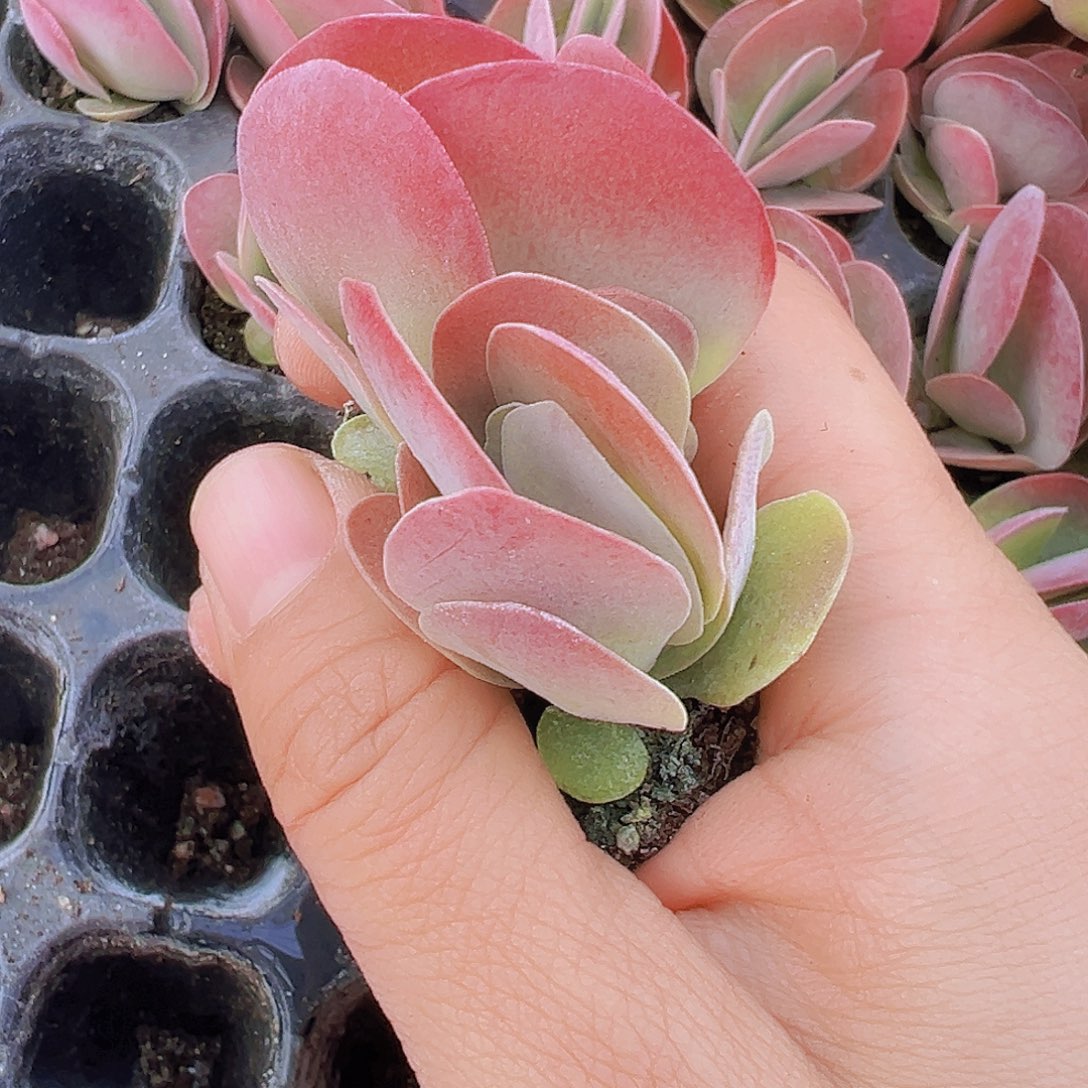 唐寅苗5颗多肉植物多任务