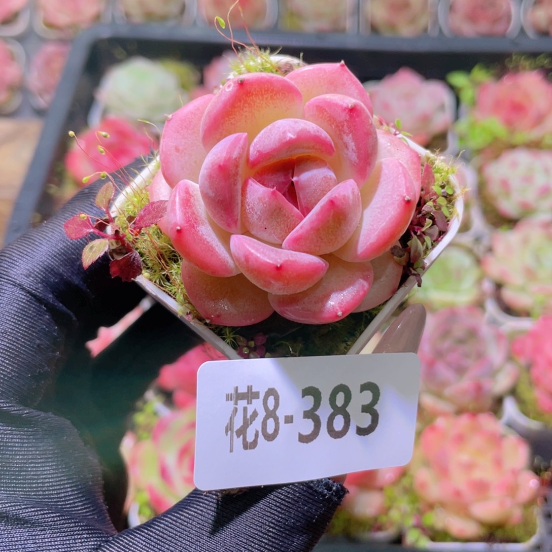 花利美8-383福利珍妮
