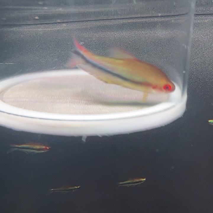 灯科鱼粉色牌7号 彩虹帝王5cm