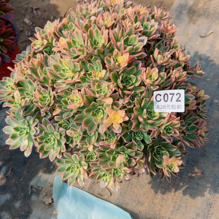 72甜茶多肉植物的