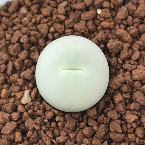 多肉肉锥 2Cm 鸽子蛋