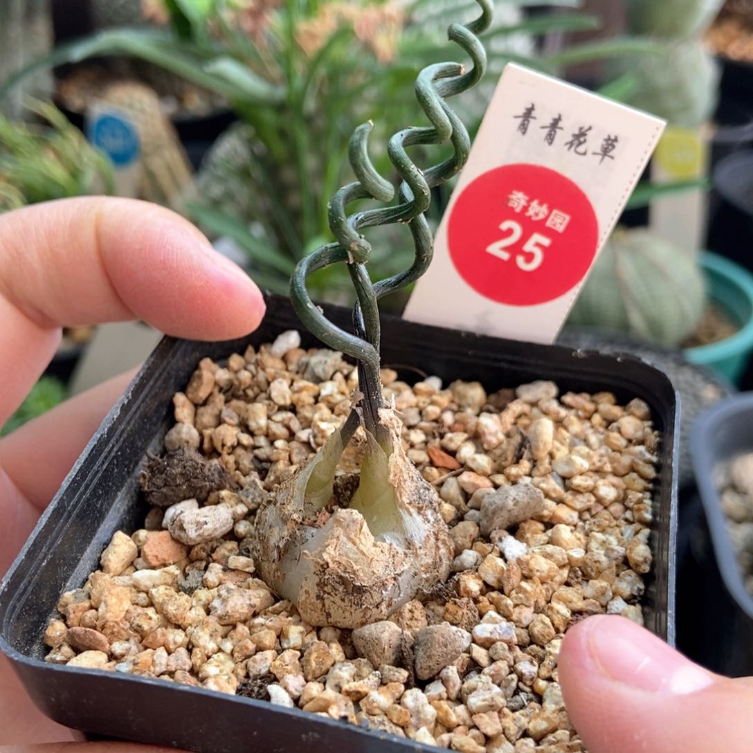 钢丝弹簧草一颗2.4cm