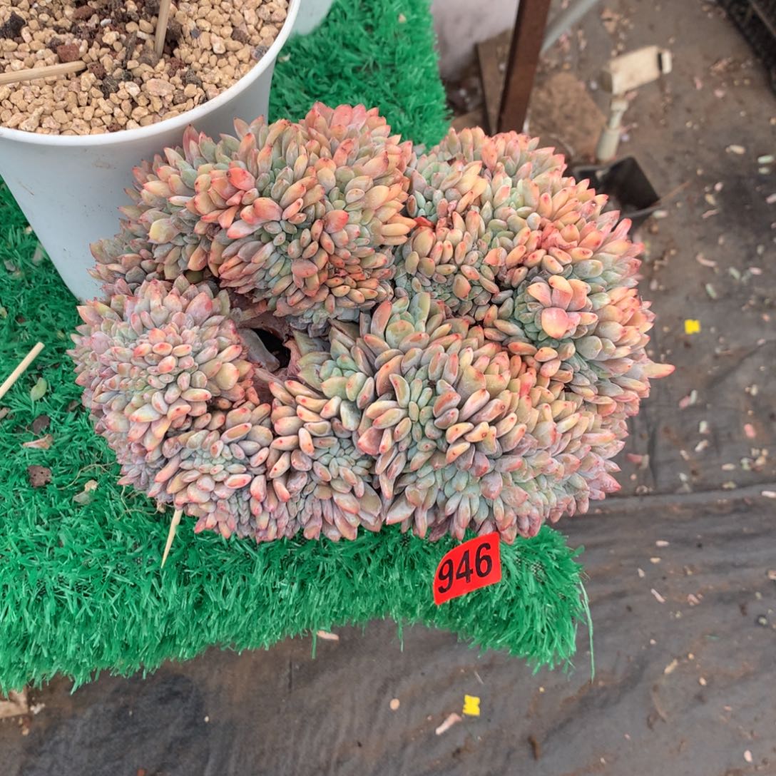 946橙子1111111111微瑕无售后