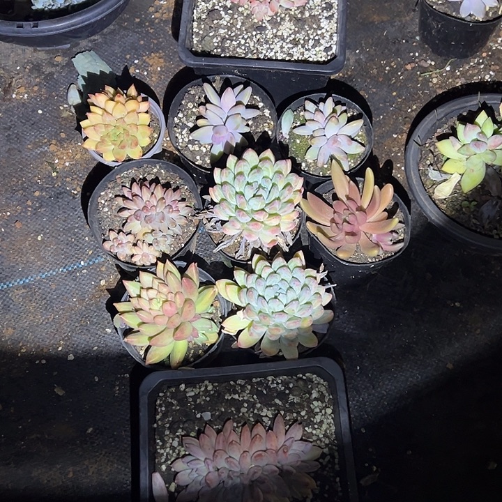 十颗多肉植物单头群生