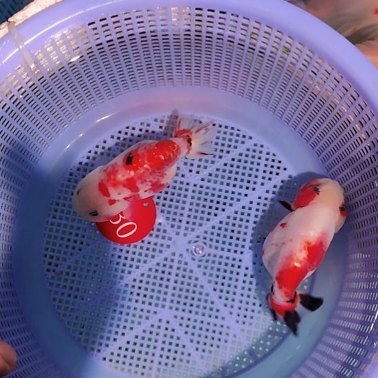 金鱼130兰寿两只特价顺丰包邮