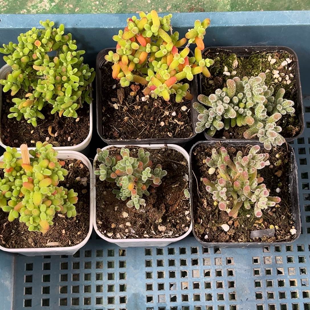 11新手套餐6颗组合