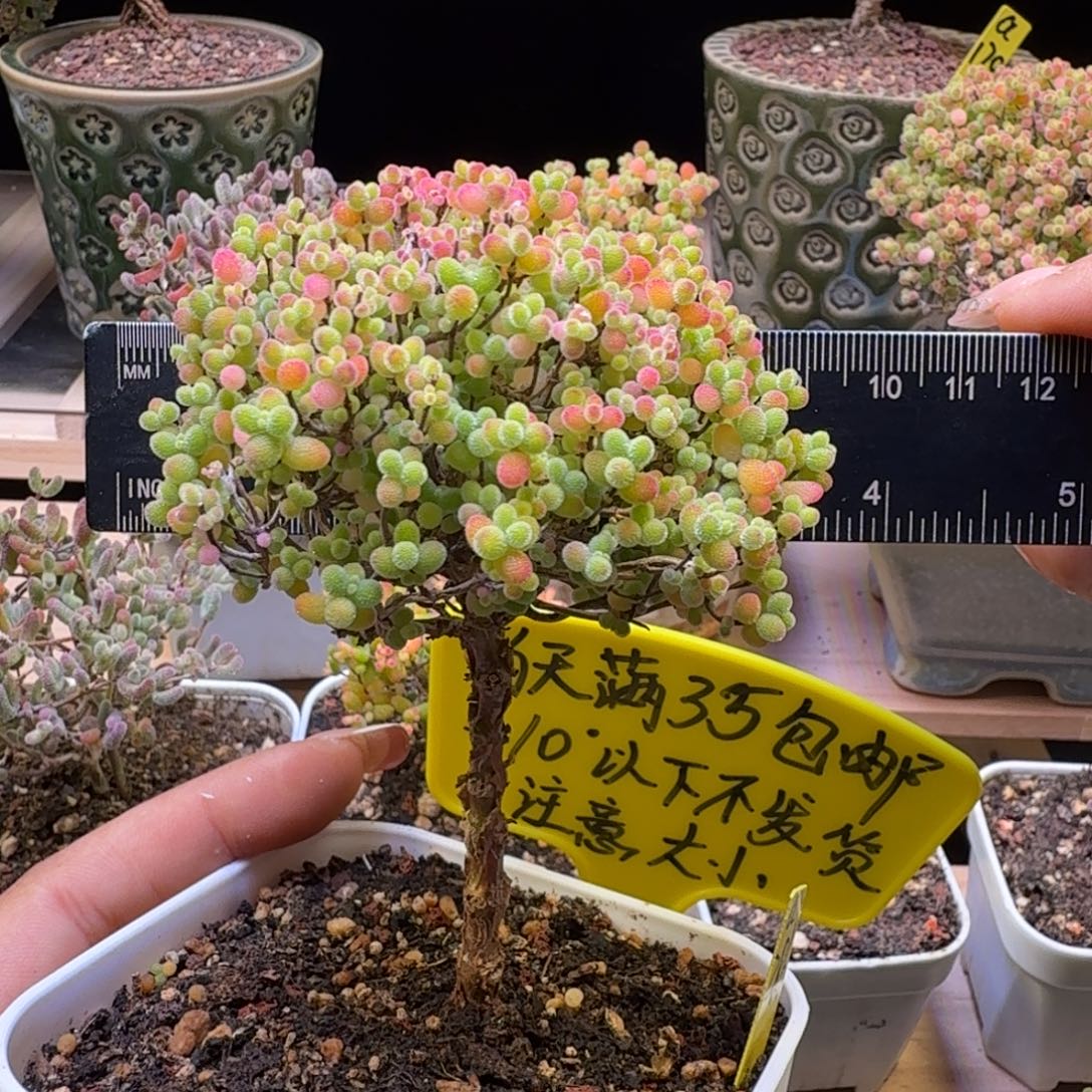 a286号蜜橘冠服8厘米左右
