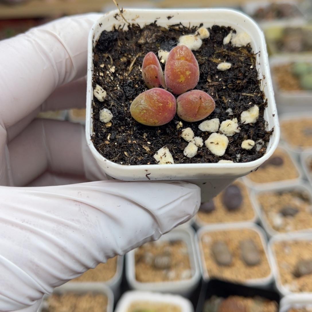 多肉植物一物一拍2