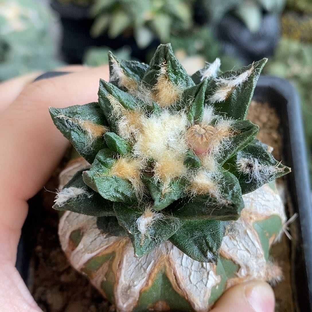 中筋龙牙福利福利福