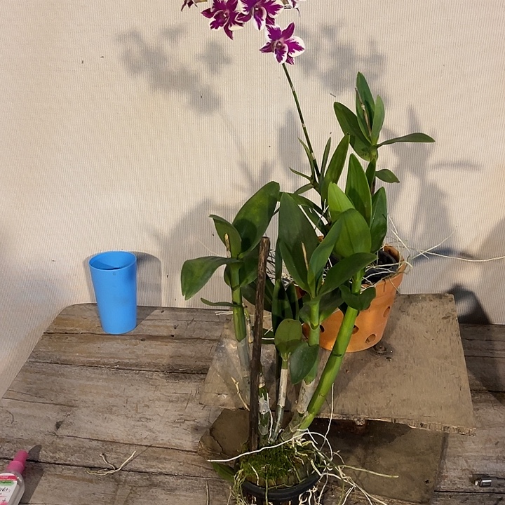 当前无花朵，栽培后可花朵泰国渊昭775