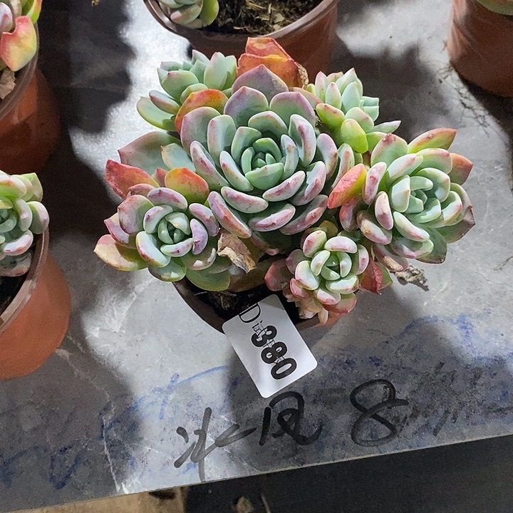 小***哒380冰凤多肉植物多肉