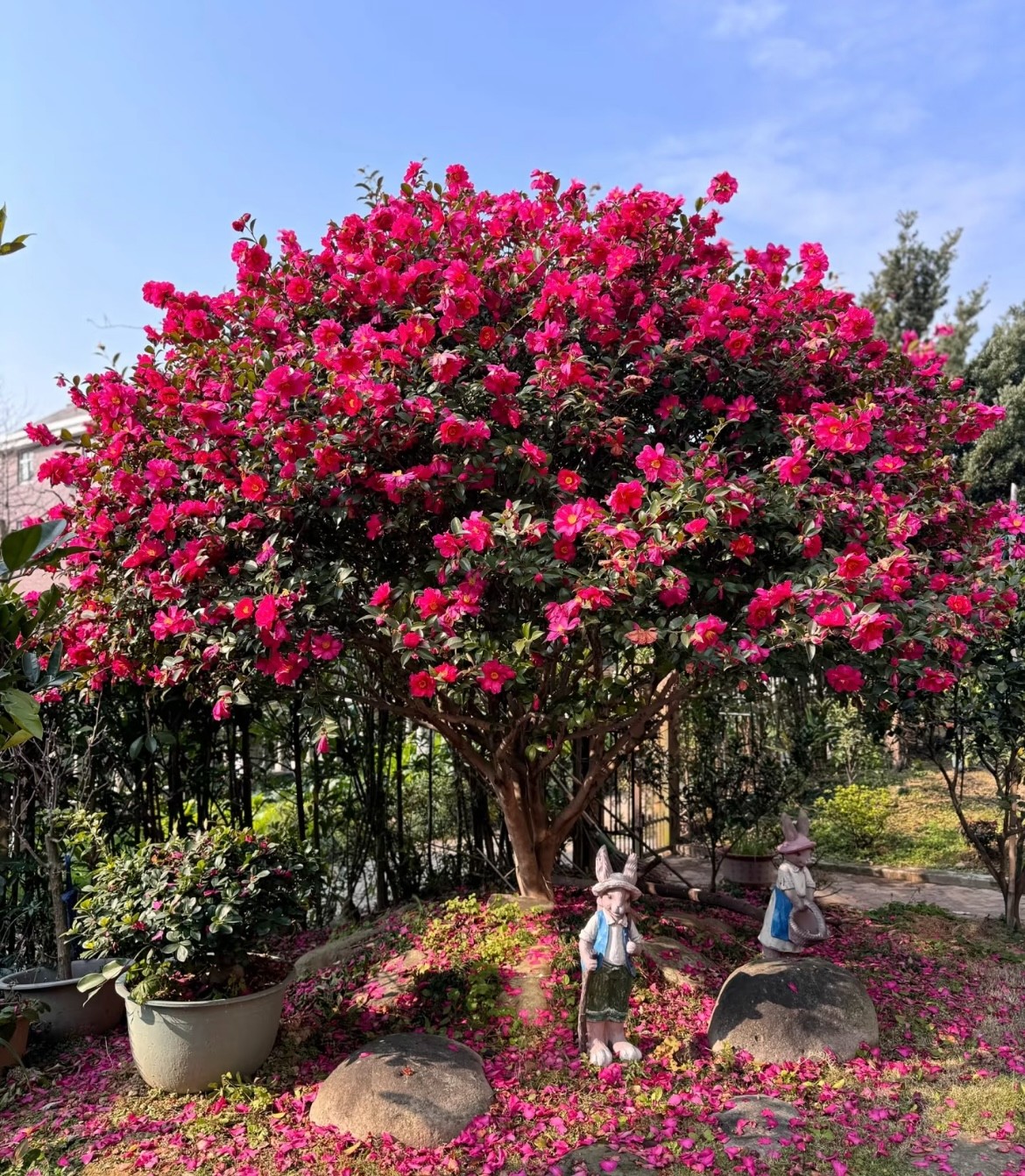 【五】山茶云茶精品十八学士香妃皇家天鹅绒花恨天高紫袍黄达童子面