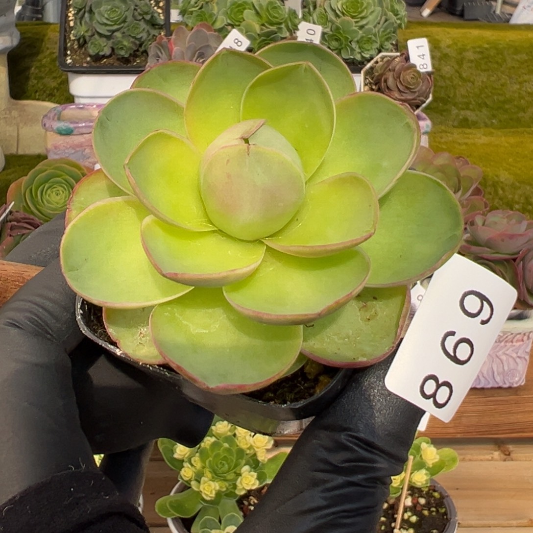 好***宝869若桃优选6厘米