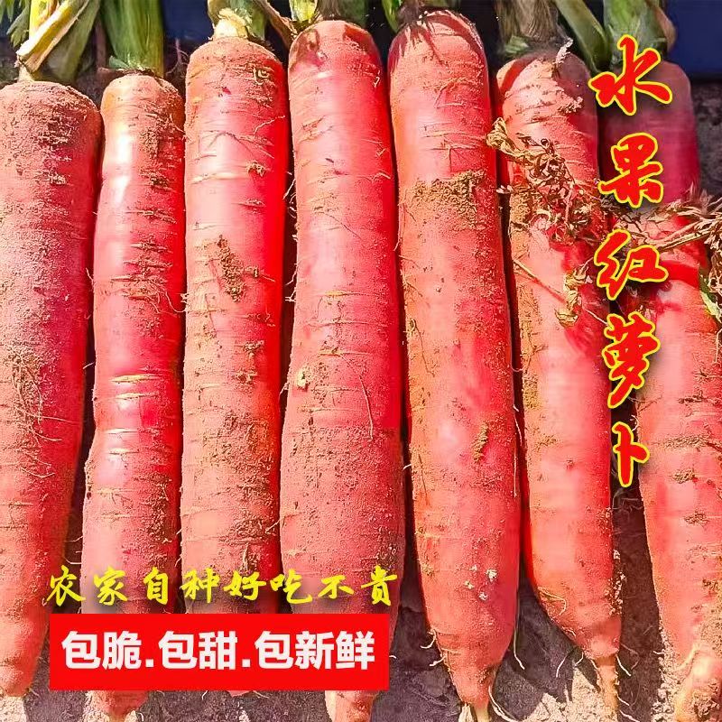 【特价抢】2025陕西头茬现挖水果红萝卜可生吃腌菜产地直发新鲜蔬菜