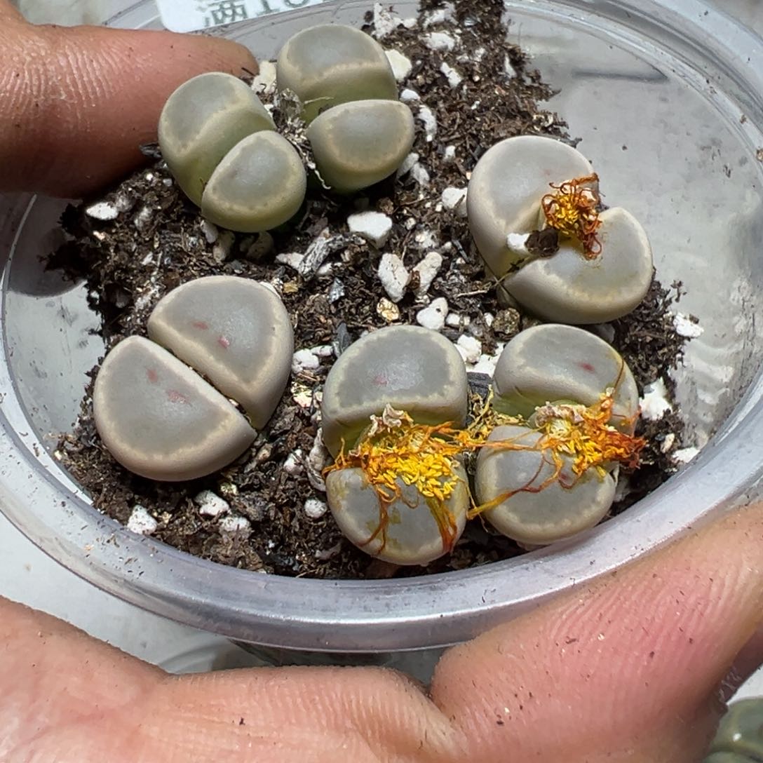 【闪购商品】 327。     