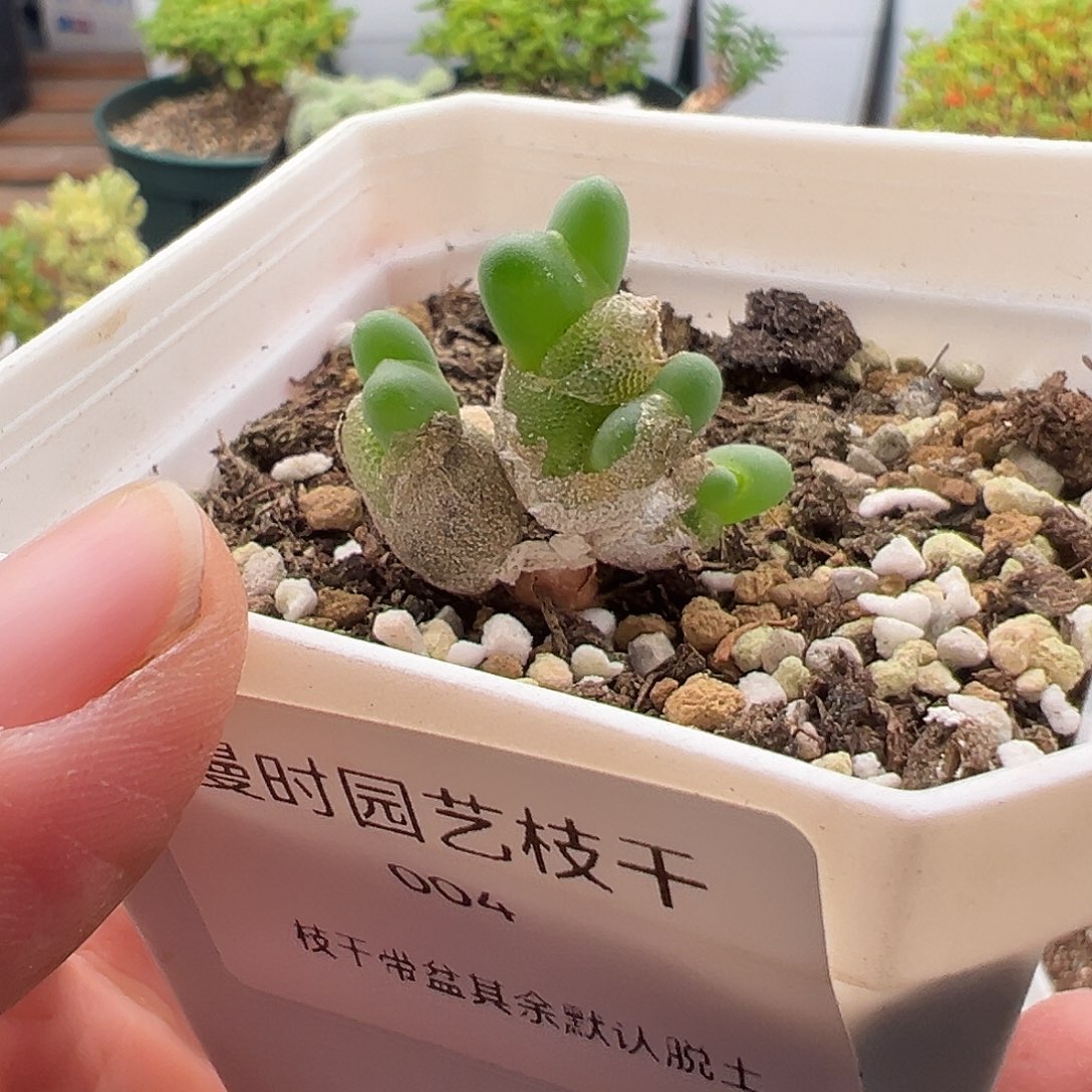 调***球4号亲指姬福利11.13多肉