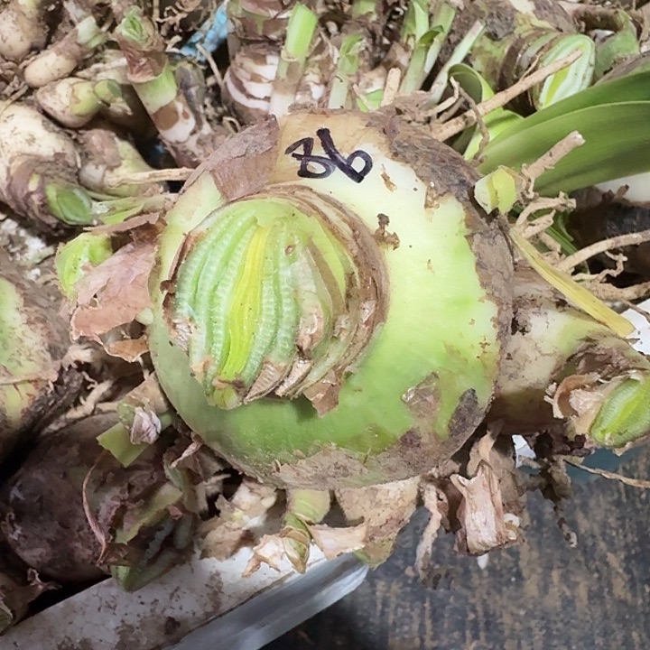 杂交盲盒86号无花剑坨坨 不知花色 开花无售后