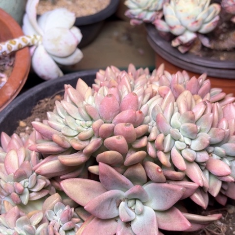 蒋***娘多肉植物的植物