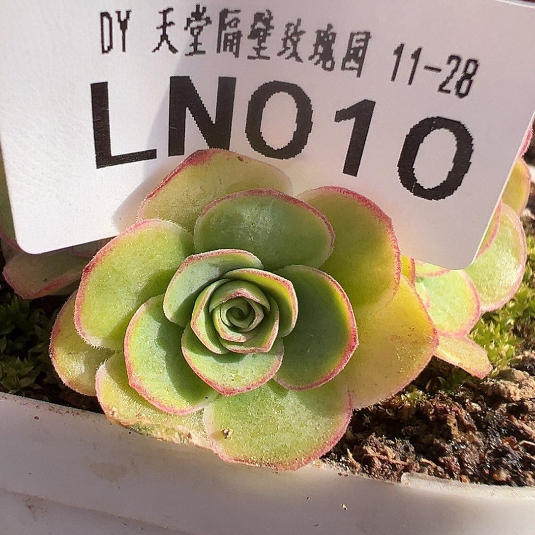 LN010梅萦花园级侧牙