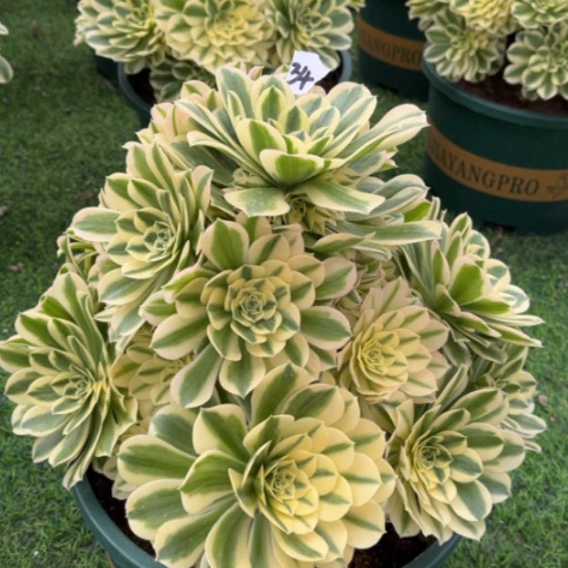 【闪购商品】34迈巴赫多肉法师