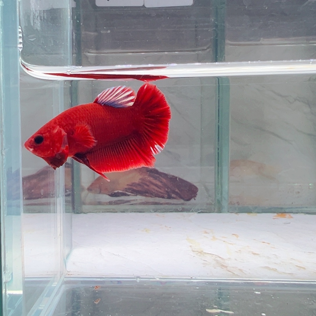 海水鱼热带鱼斗鱼12号