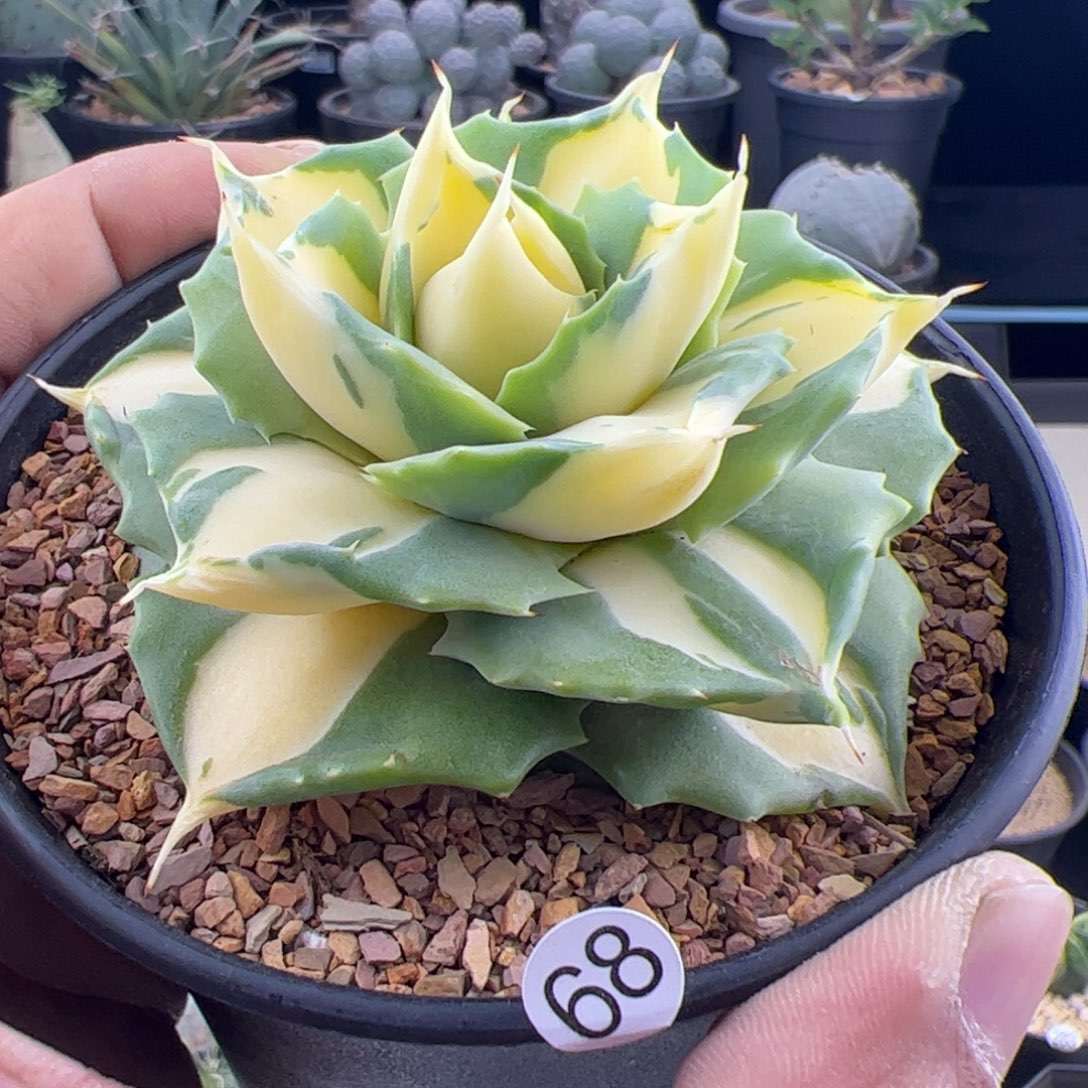 厚叶黄中斑龙舌兰一物一拍