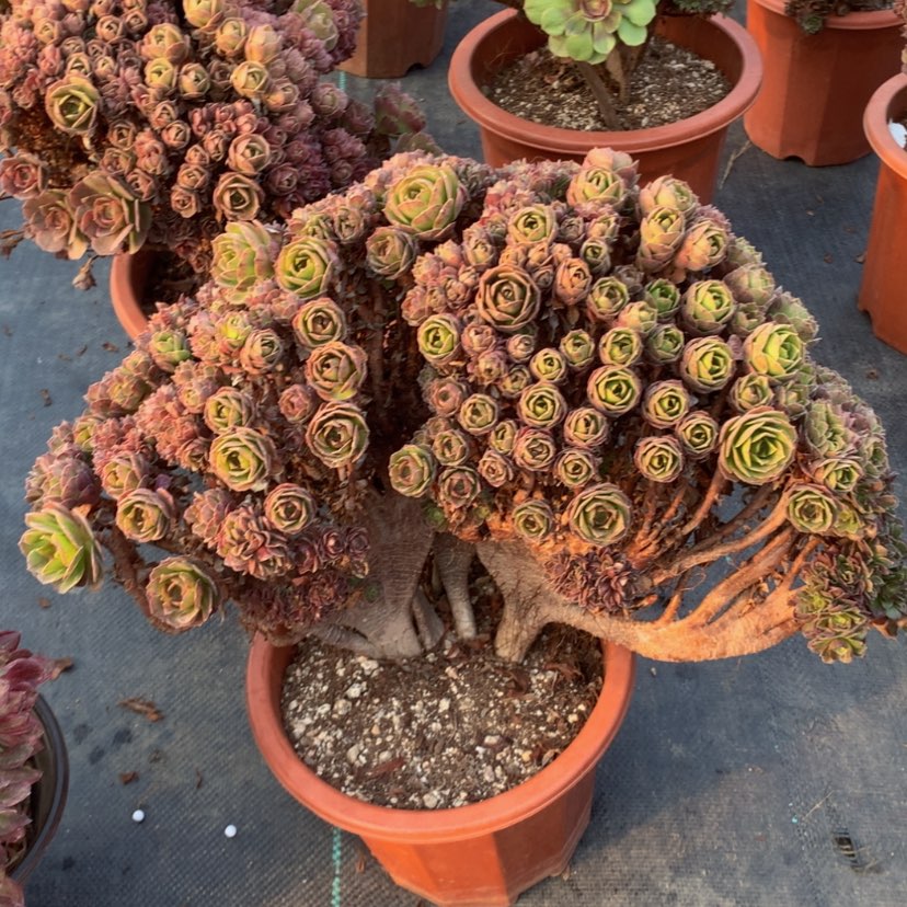 【闪购商品】瑕疵68