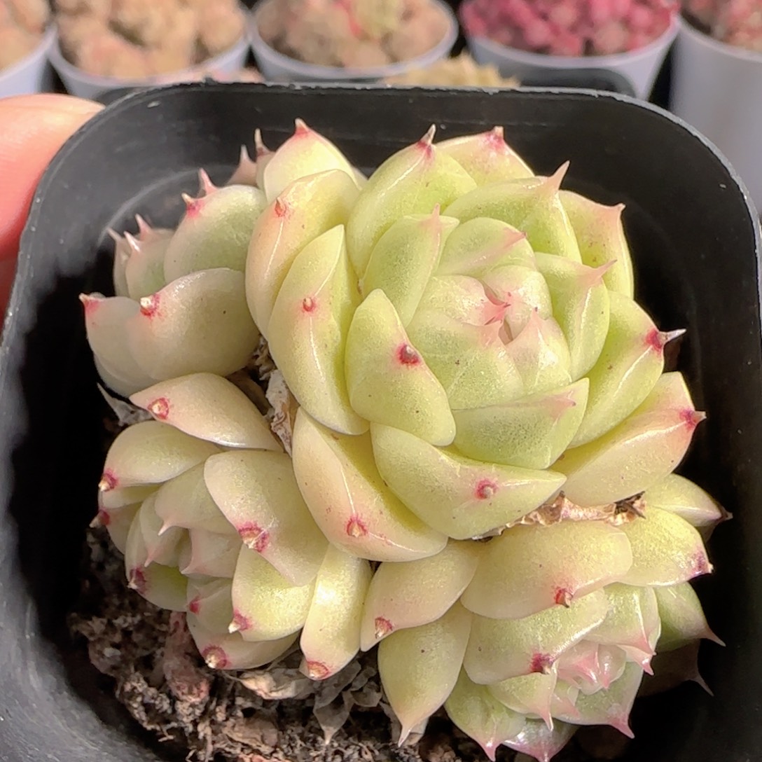 多肉1229-82麦秆麦秆