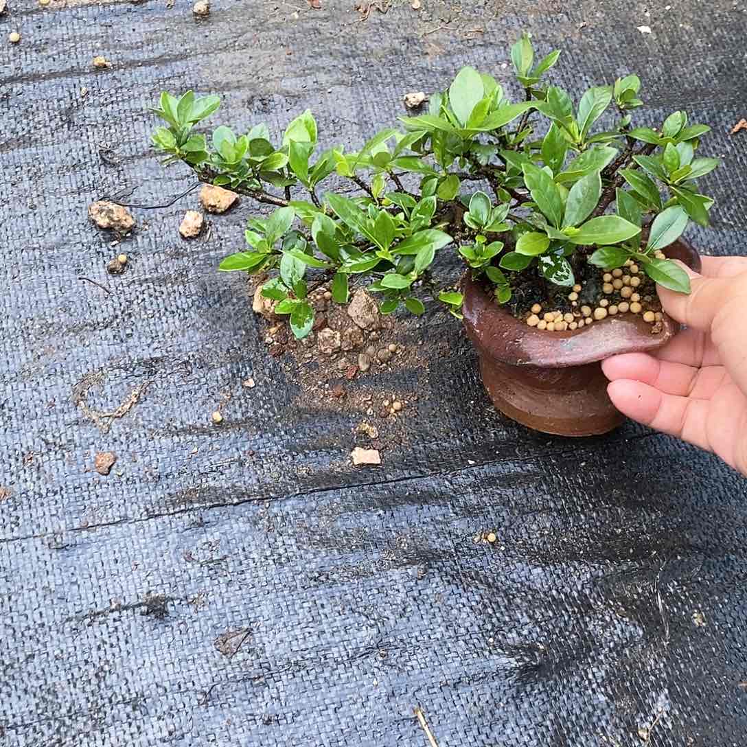 无花朵L*栀子花呀栀子花