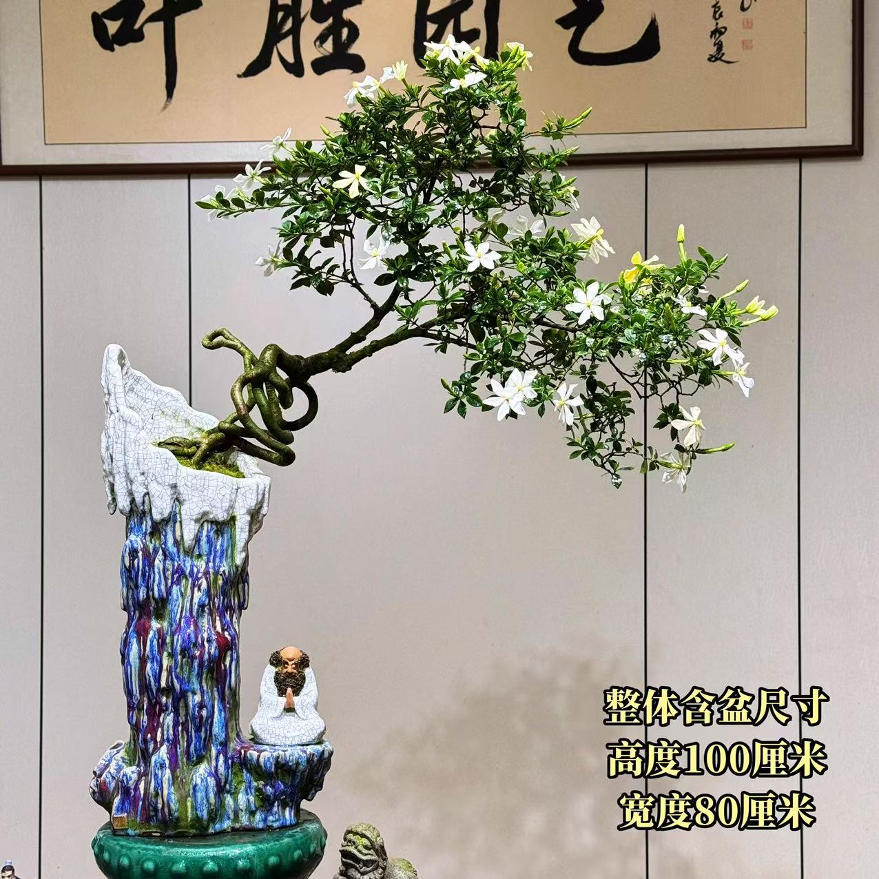 【叶胜园艺】精品四季榄叶栀子花盆景