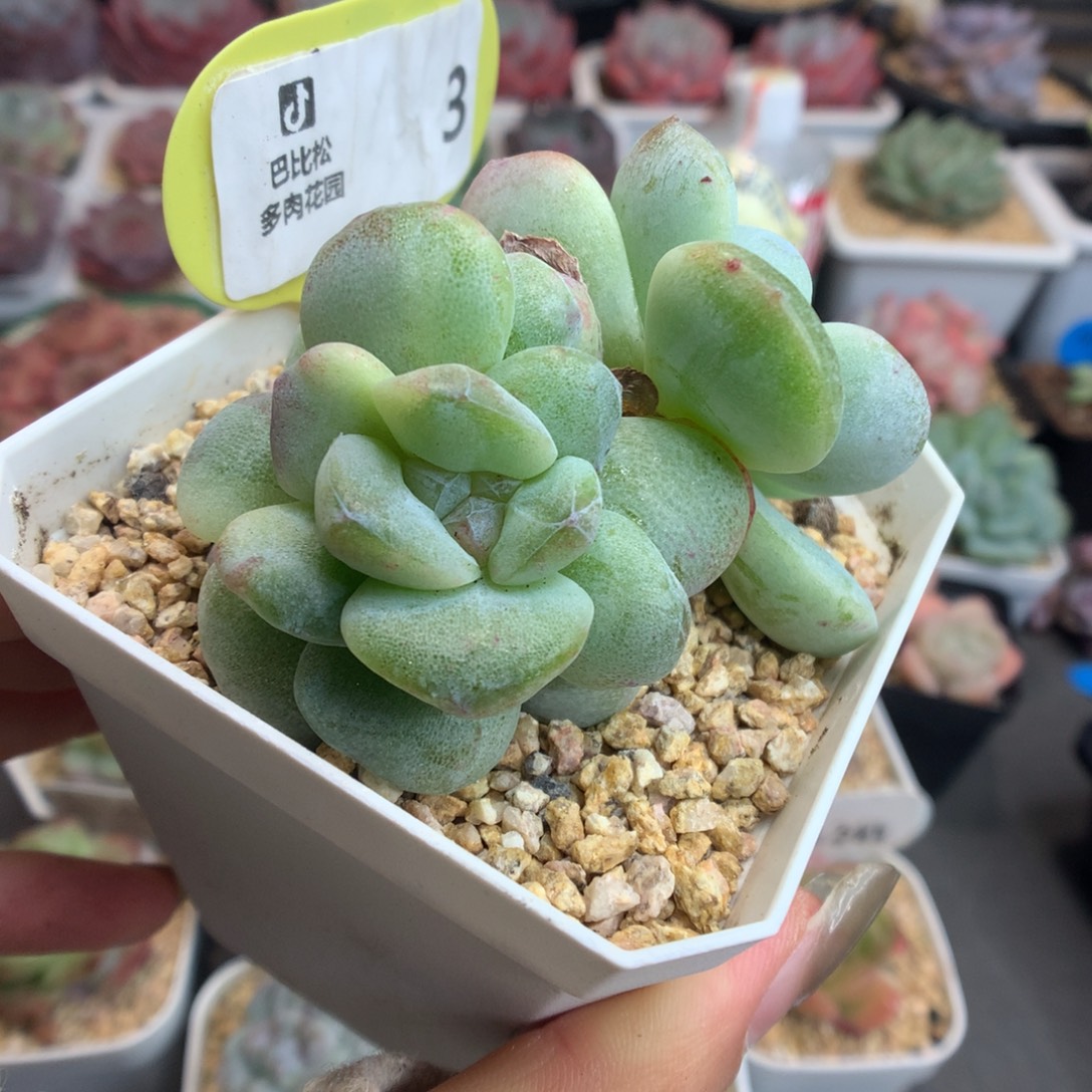 3双头冰玉石化多肉植物