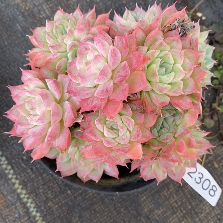 2308杂交老桩基地～12厘米