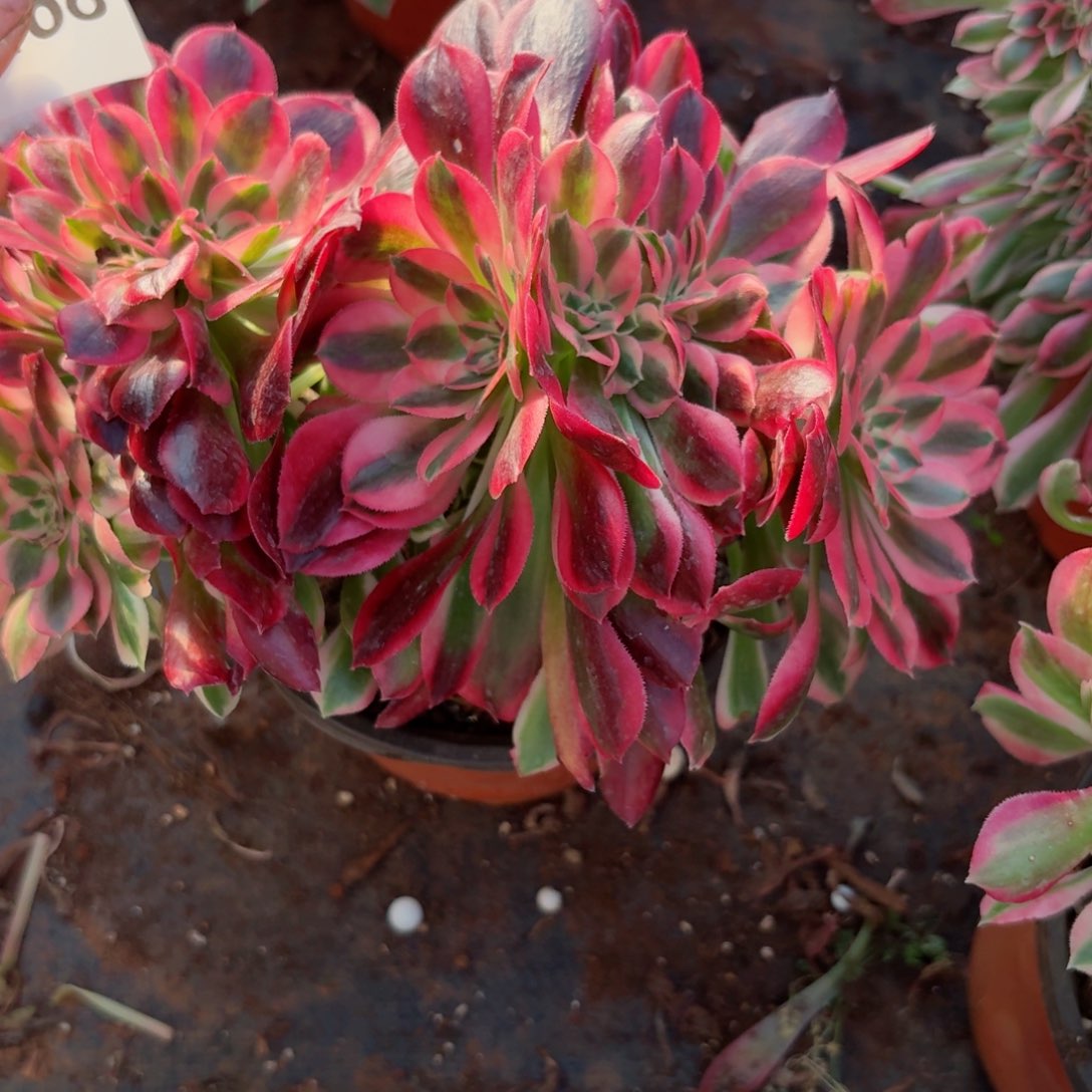 我4168 号多肉法师新年特价