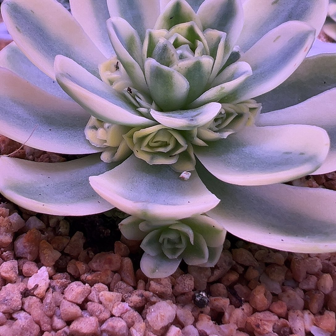 k***h山地玫瑰锦开心1350号