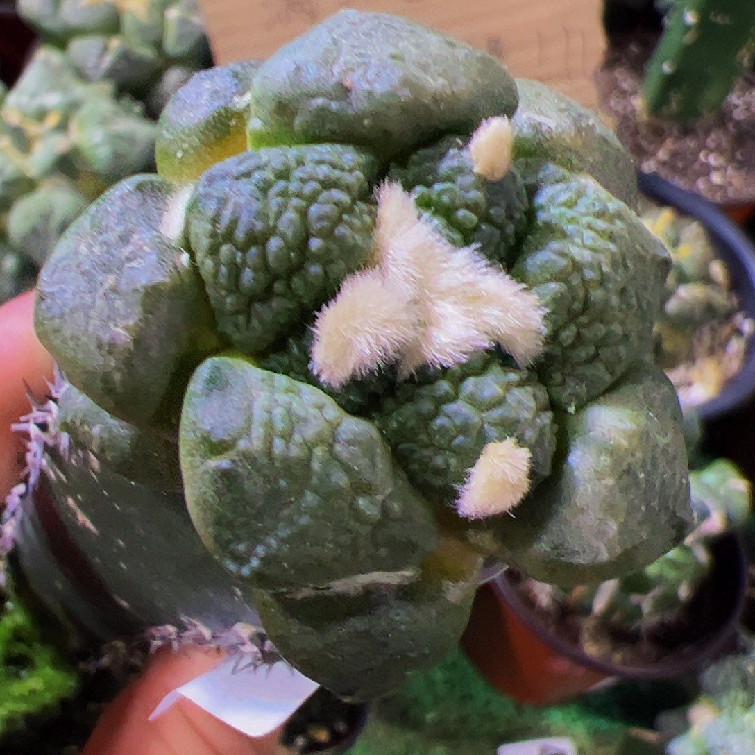 无花朵连山牡丹597