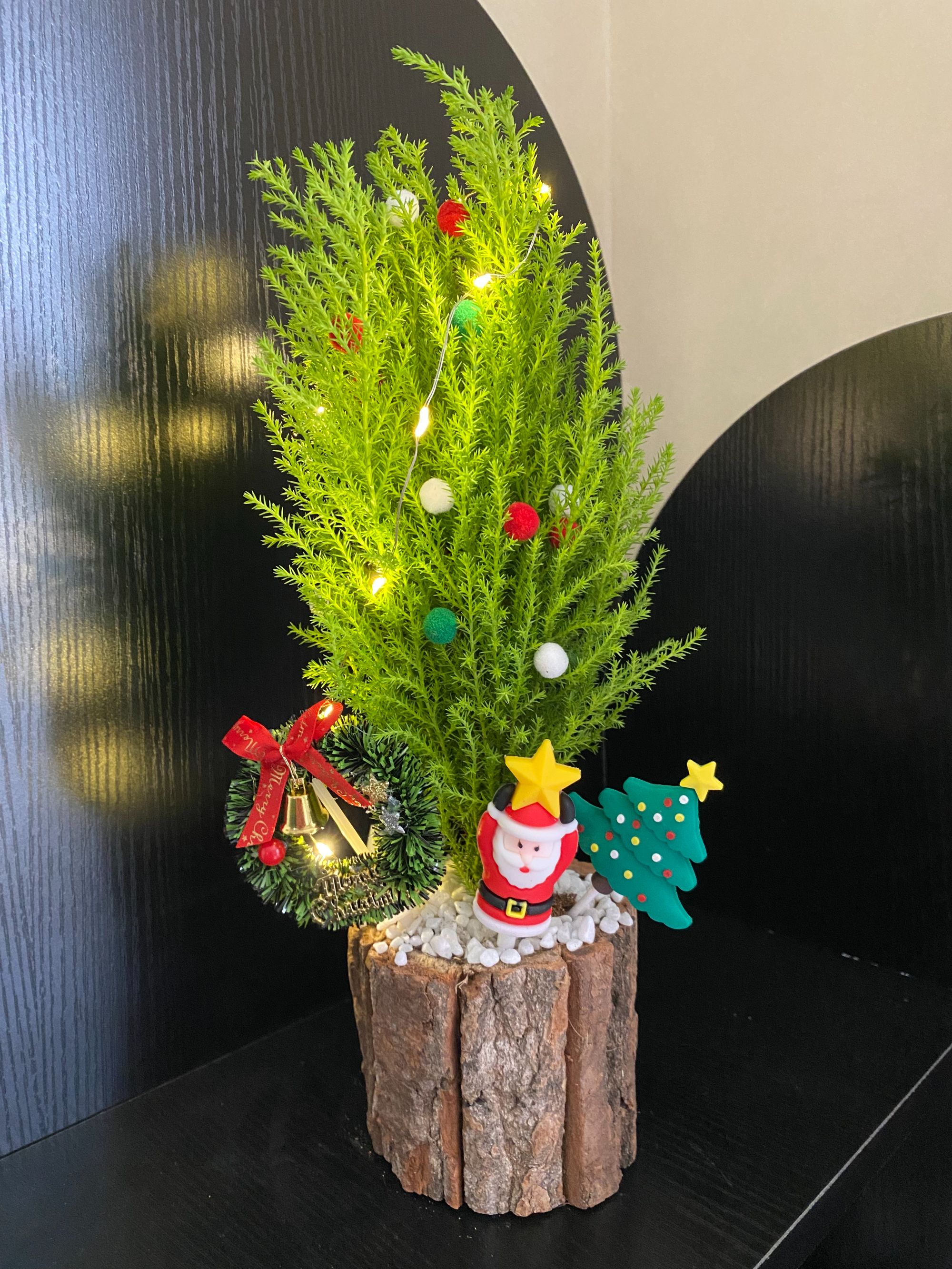 香松圣诞树盆栽室内绿植好养美观可净化空气桌面装饰植物