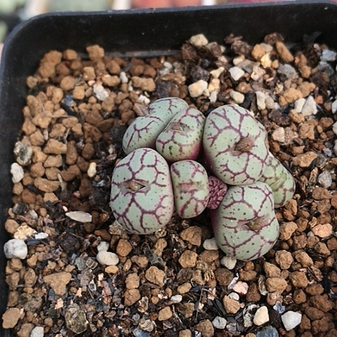 多肉肉锥 紫纹姬