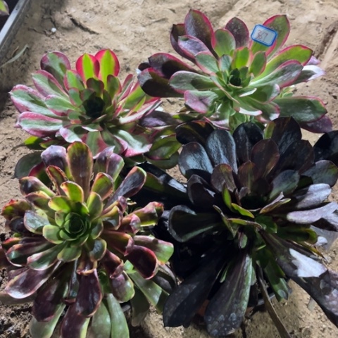 367多肉植物组合