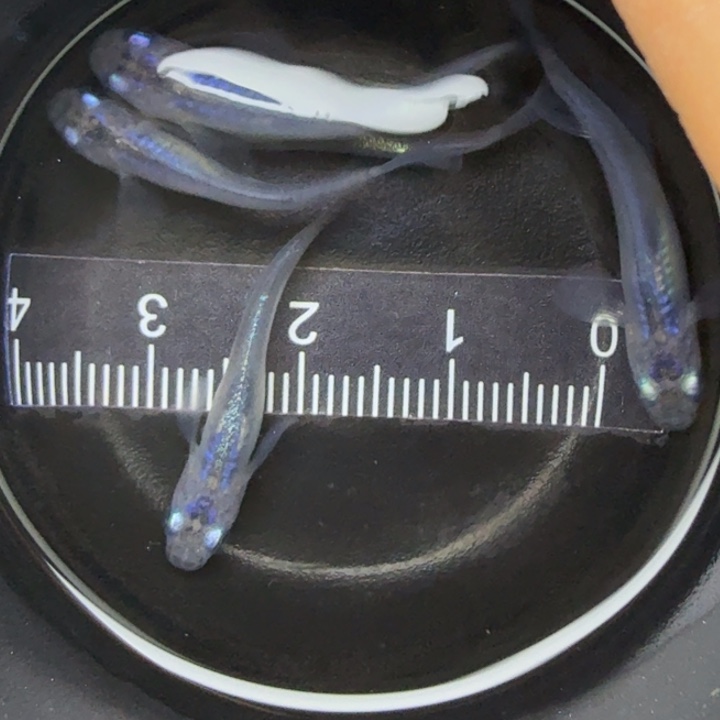 青鳉鱼水滴51号青鳉