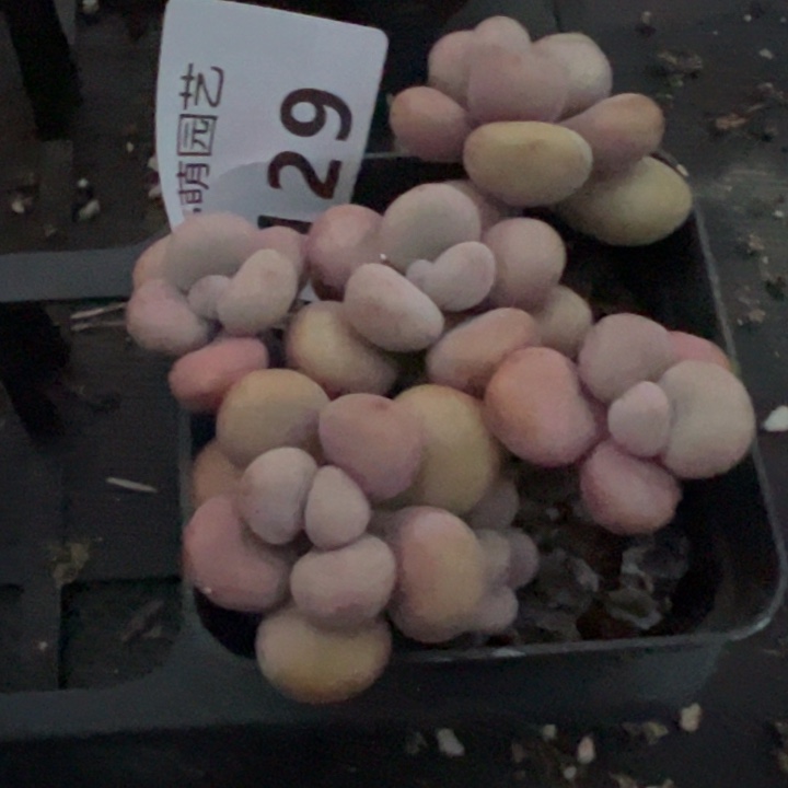 桃蛋多肉植物129多肉植物