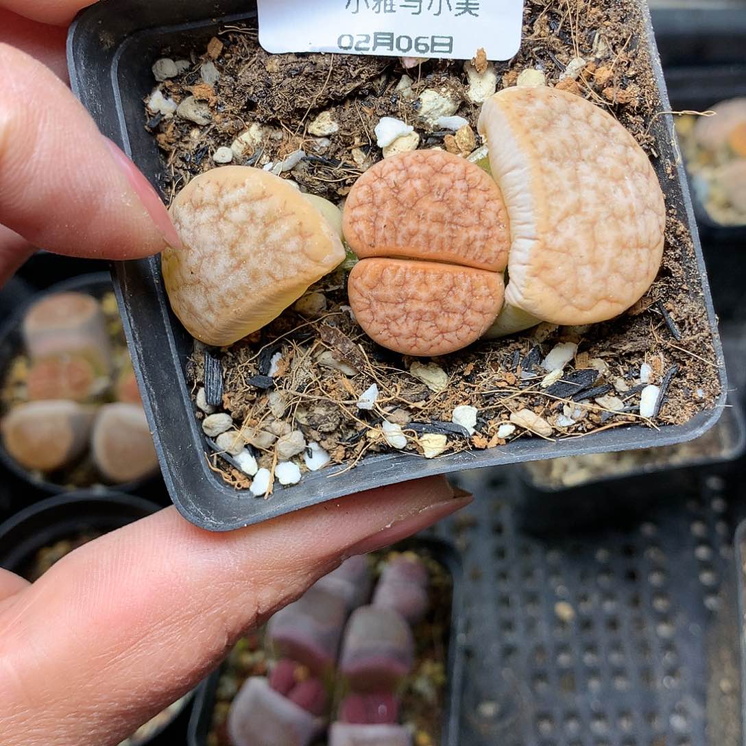 B72多肉植物保护研究所