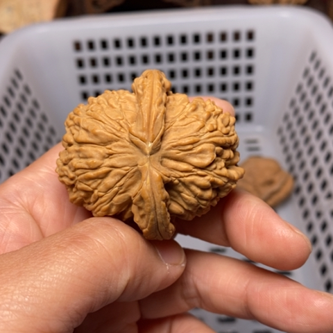 大***鹰把件文玩核桃核桃