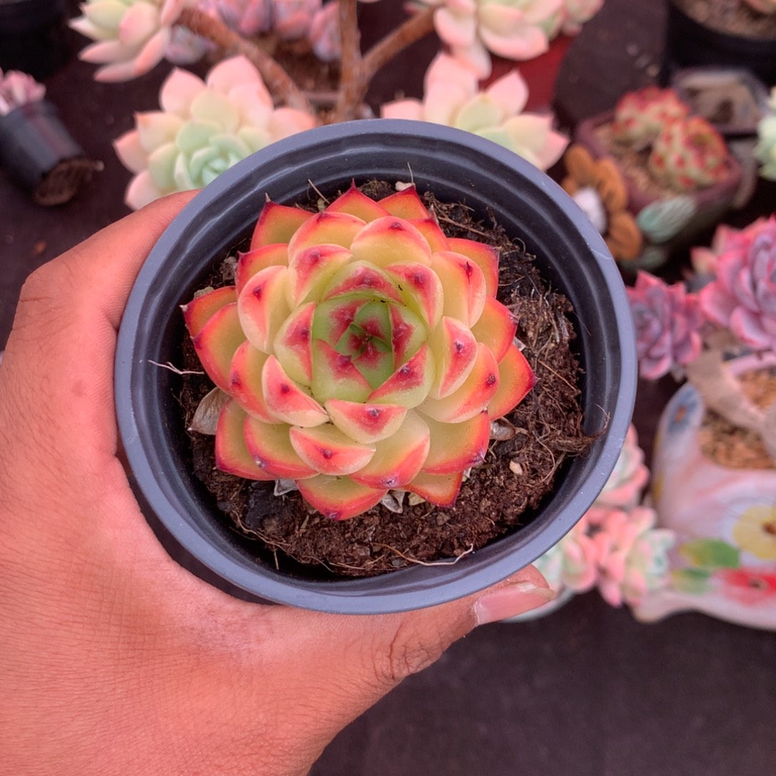 那时候是在医院做